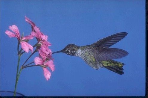 Hummingbird in flower #2