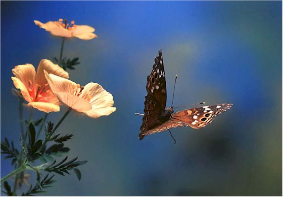 Butterfly in flight