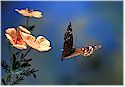 Bugs & Bats pictures