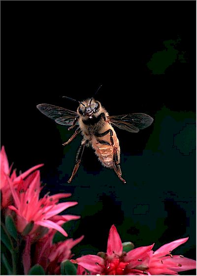 Bee in flight
