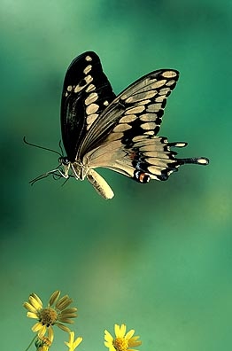Giant Swallowtail - Michael Durham