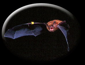 Bat exiting cave at night - Taken by Michael Kelly