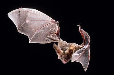 Palladius Flying - Michael Durham