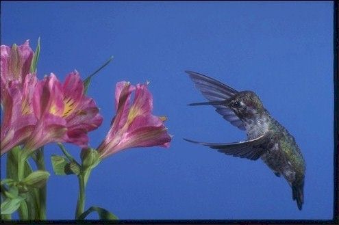 Hummingbird approaching flower