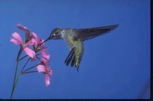 Hummingbird in flower #1
