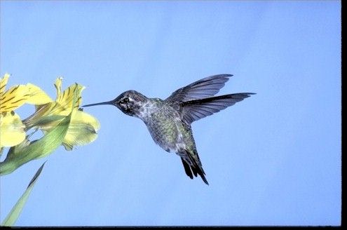 Hummingbird in yellow flower
